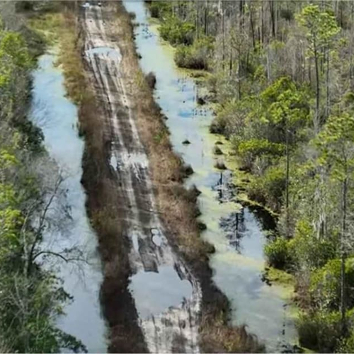 Osceola National Forest