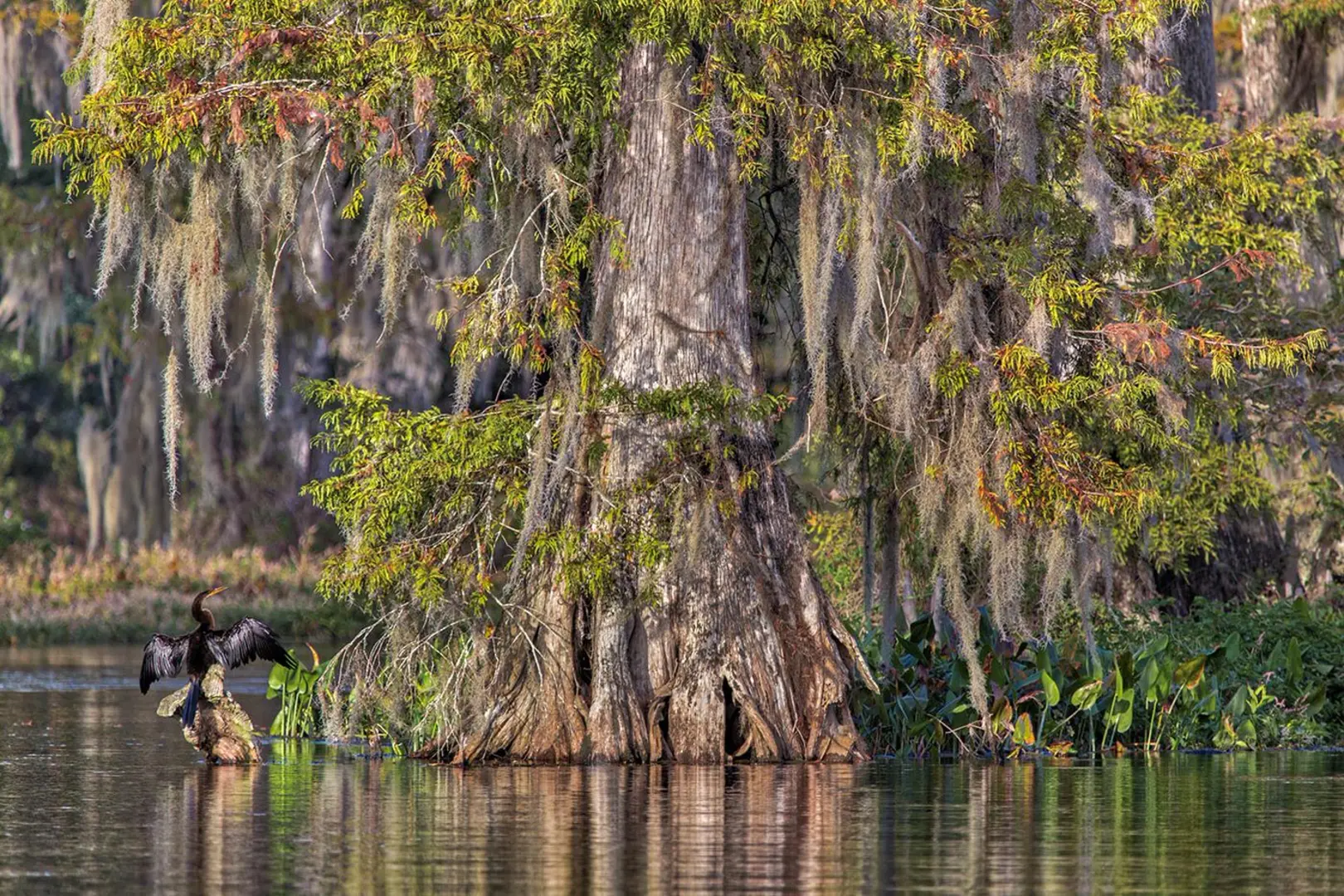 Edward Ball Wakulla Springs State Park