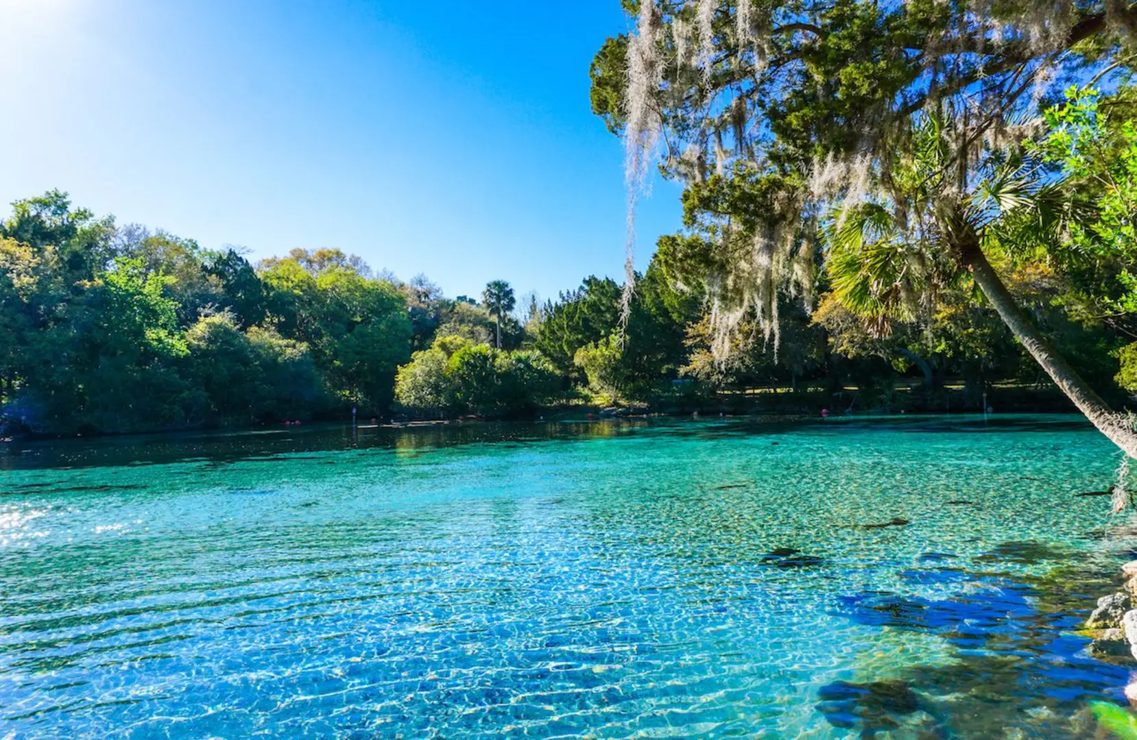 Ocala National Forest
