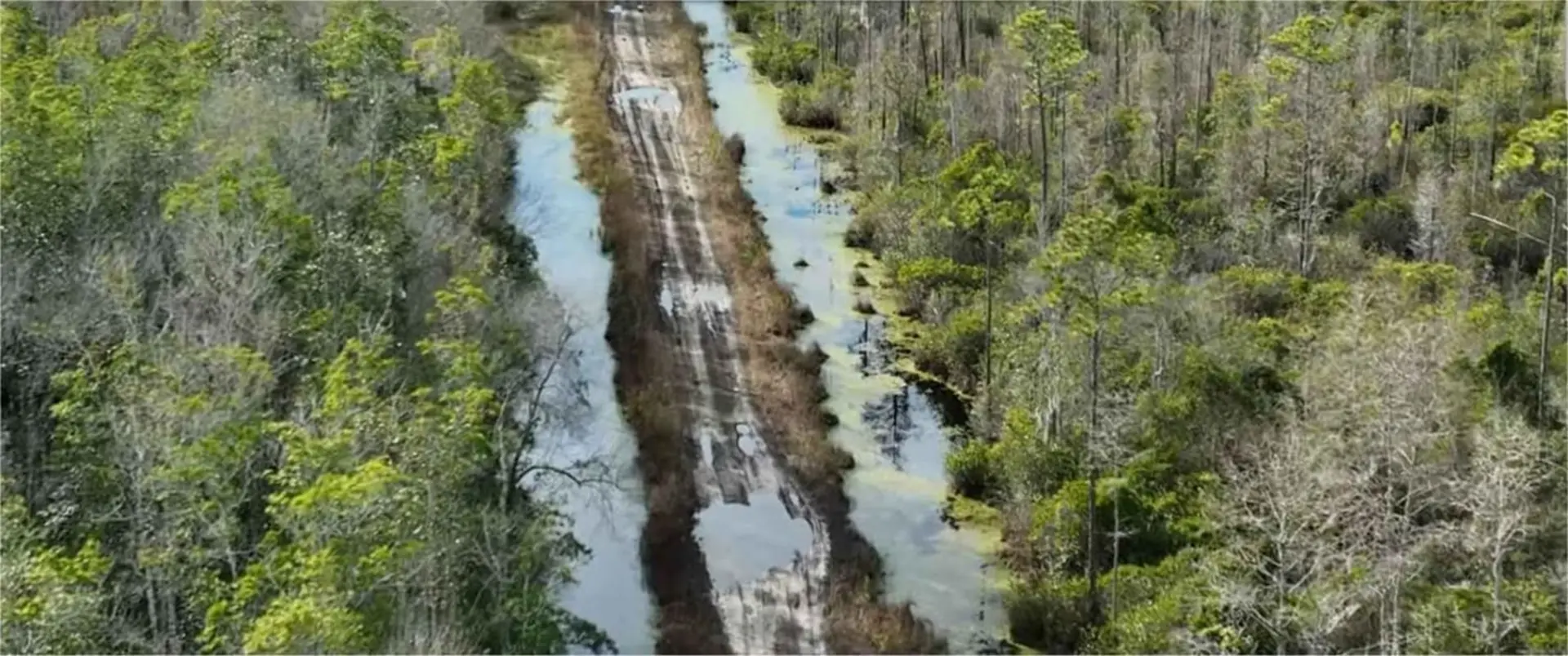 Osceola National Forest